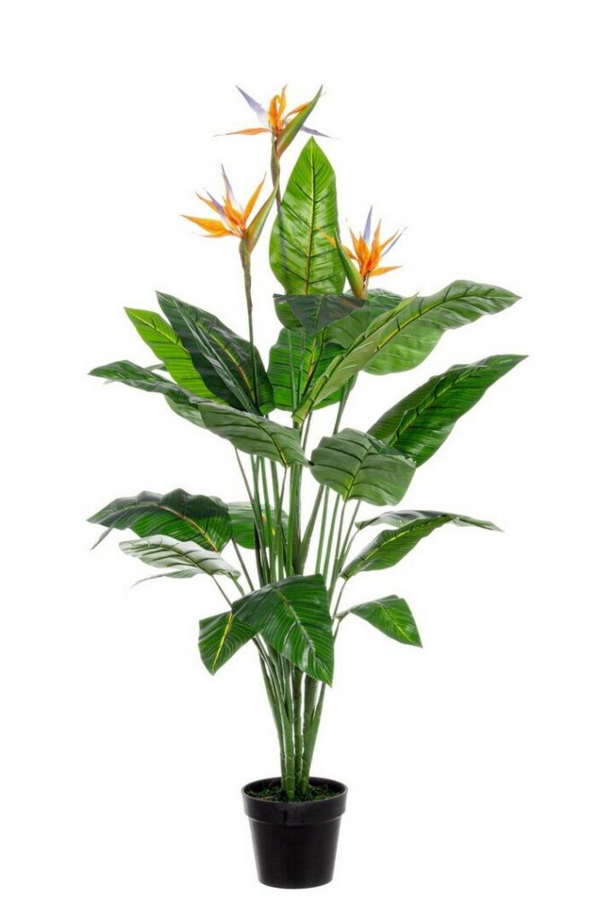 STERLITZIA PLANT 30LEAVES-3FLOW W-V H150