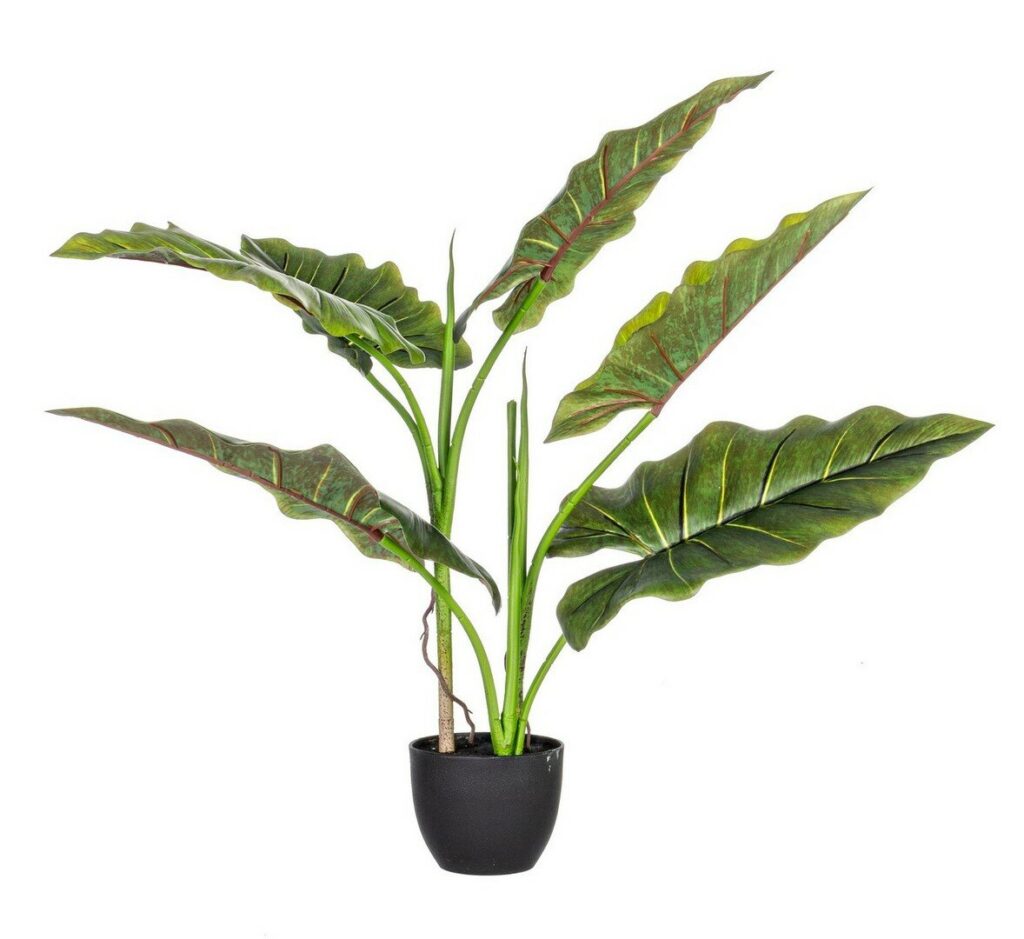 PFLANZE DIEFFENBACHIA M-VASE 7BLAETTER H