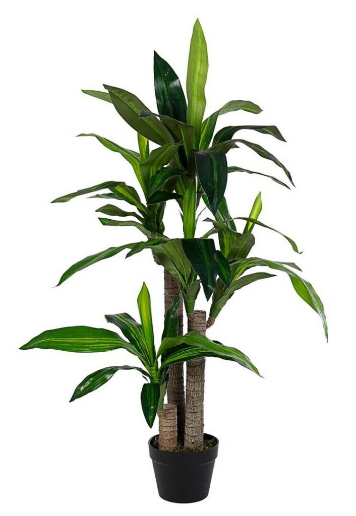 PIANTA DRACAENA C-VASO 65FOGLIE H110