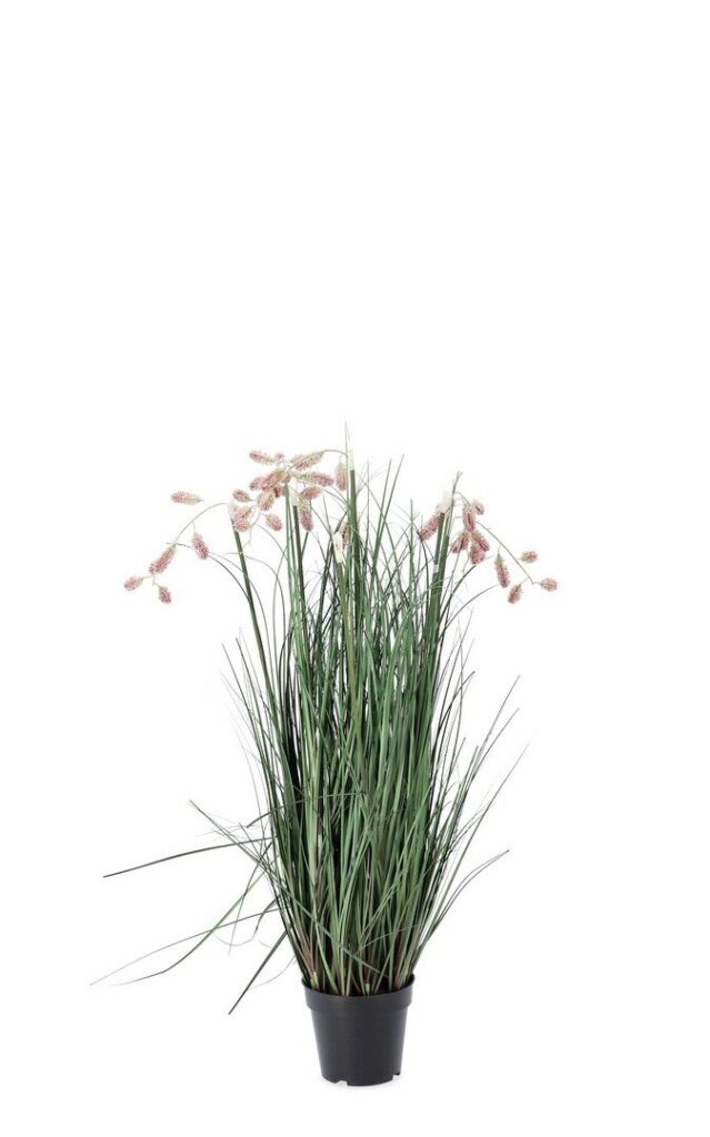 PIANTA GREVILLEA ROSA C-VASO X5F H100