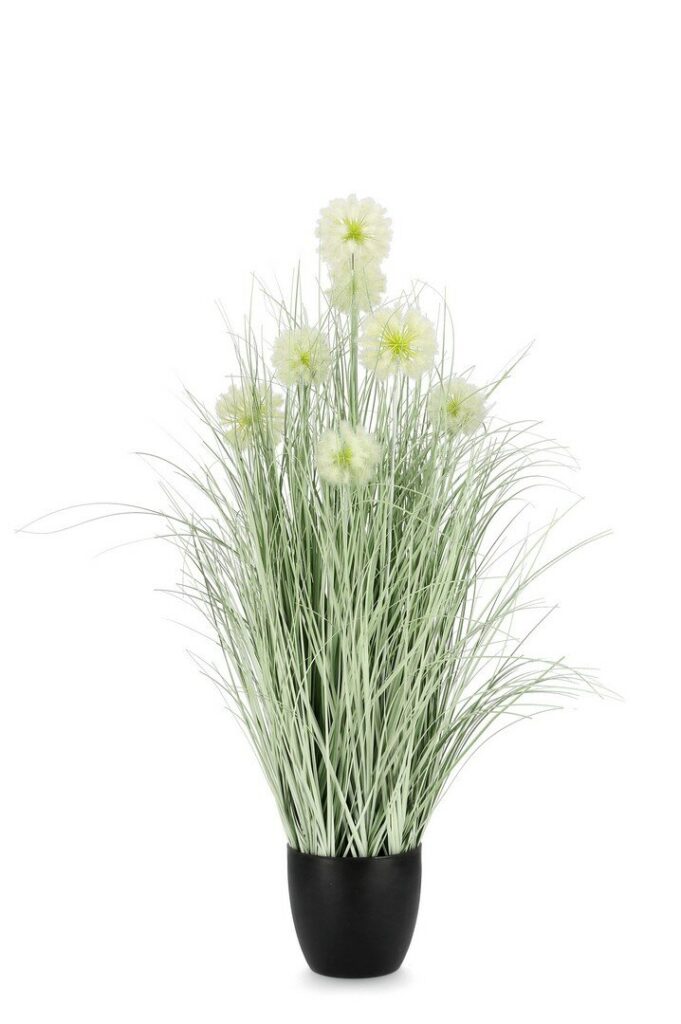 PIANTA CEBOLLA BIANCO C-VASO X7F H105