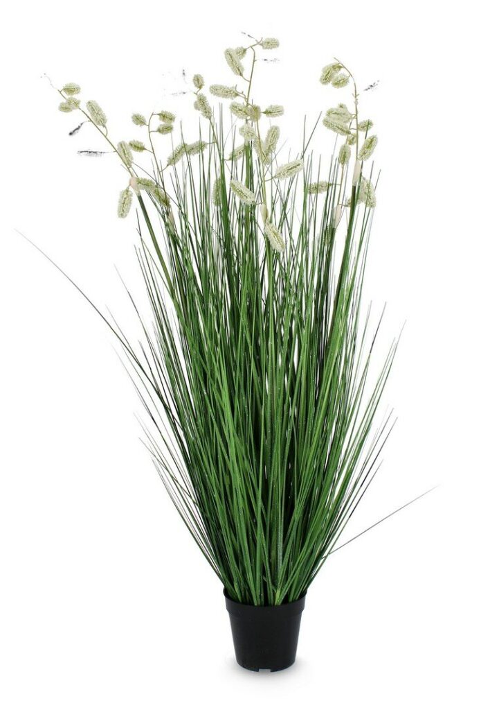 PIANTA GREVILLEA BIANCO C-VASO X7F H120