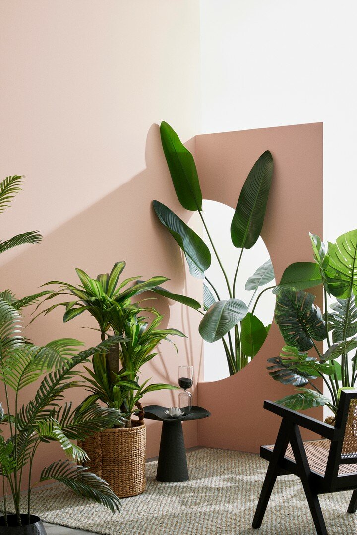 PIANTA STRELITZIA C-VASO 10FOGLIE H150