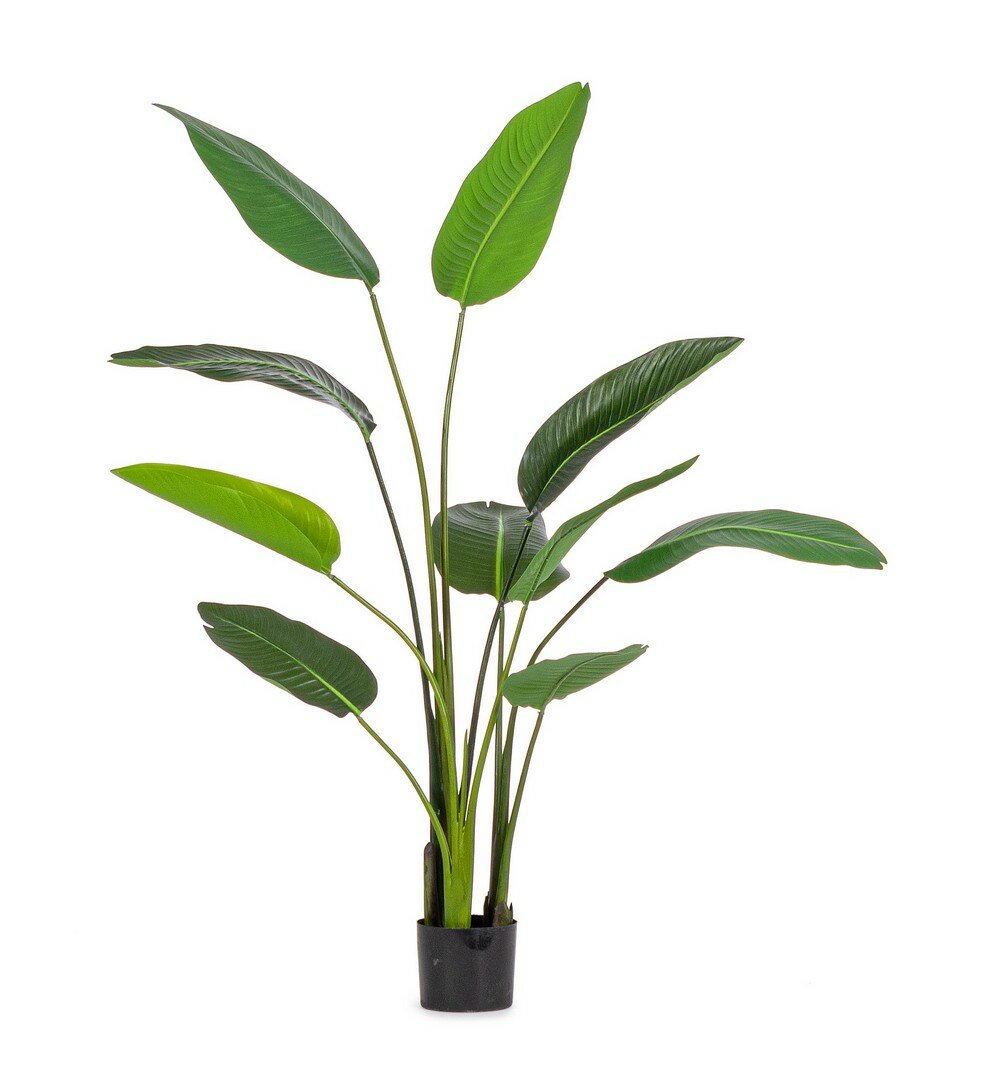 PIANTA STRELITZIA C-VASO 10FOGLIE H150