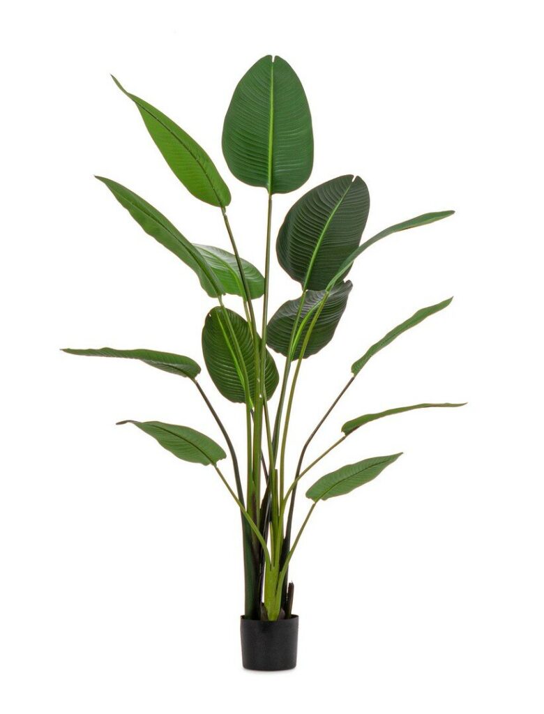 PIANTA STRELITZIA C-VASO 13FOGLIE H185