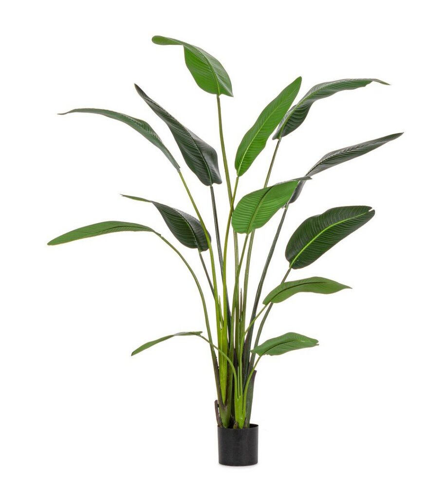PFLANZE STRELITZIA M-VASE BLÄTTER H235