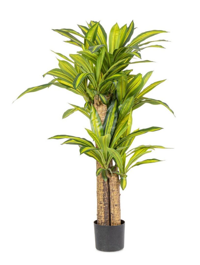 PFLANZE DRACAENA M-VASE H130