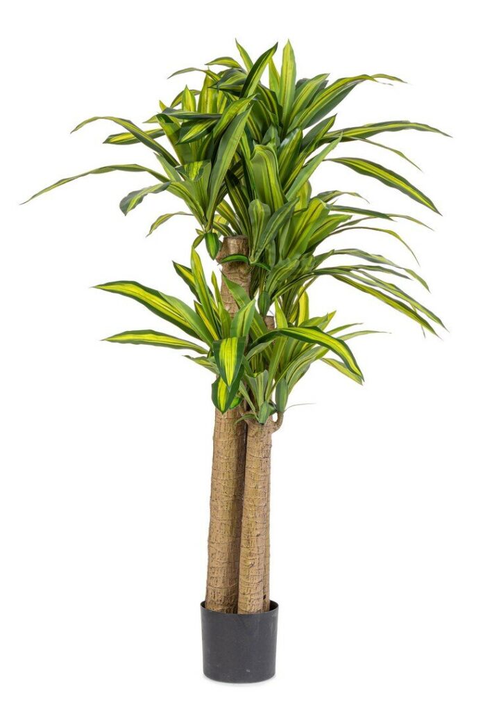PIANTA DRACAENA C-VASO H150