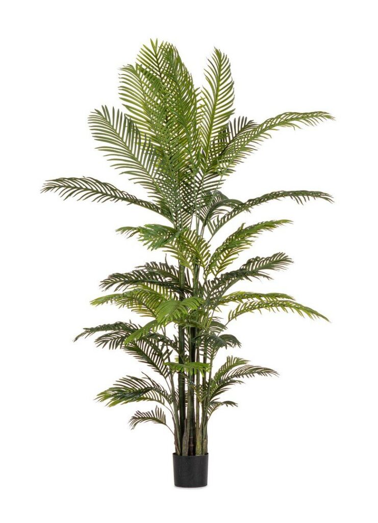PIANTA KENZIA C-VASO 33FOGLIE H210