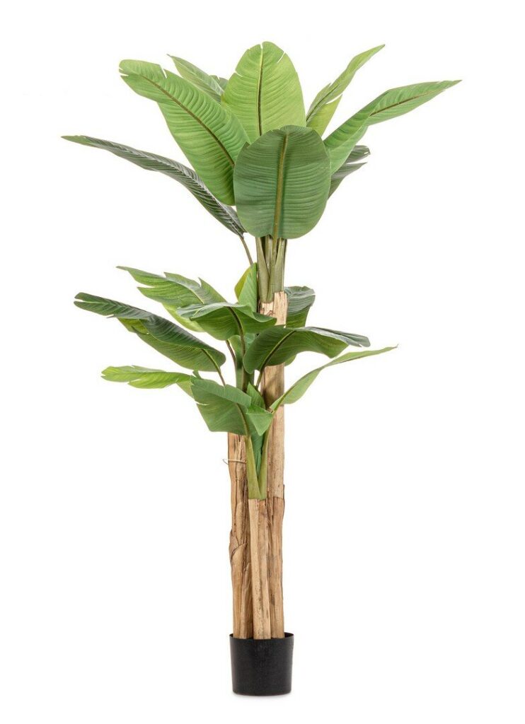PIANTA BANANO C-VASO 20FOGLIE H200