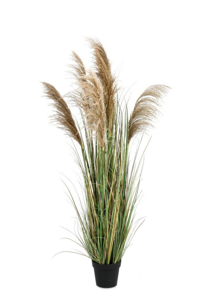 PIANTA AUSTORDERIA PAMPAS C-VASO H170