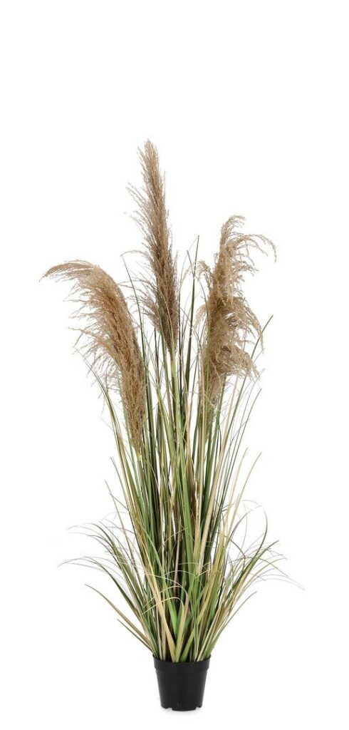 PIANTA AUSTORDERIA PAMPAS C-VASO H145