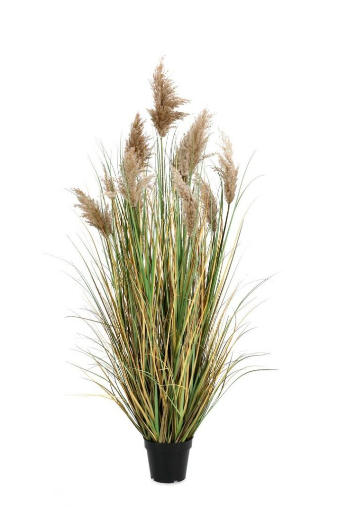 PIANTA GYNERIUM PAMPAS  C-VASO H150