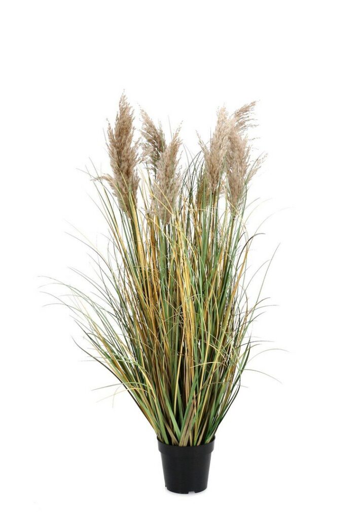 PIANTA GYNERIUM PAMPAS  C-VASO H120