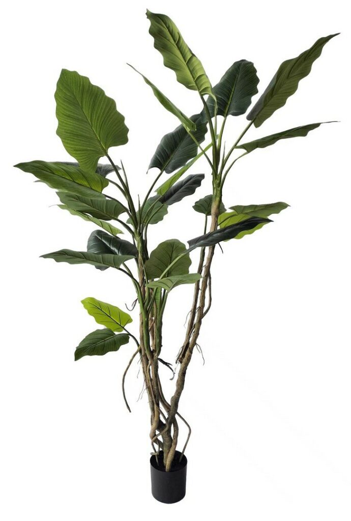 PIANTA ALOCASIA C-VASO H190