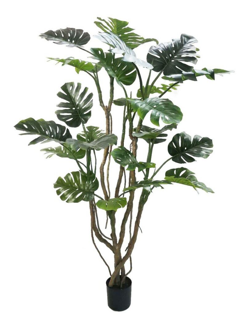 PIANTA MONSTERA C-VASO H210
