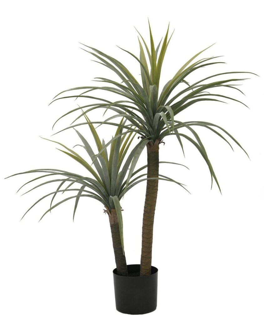 PIANTA DRACAENA C-VASO H110
