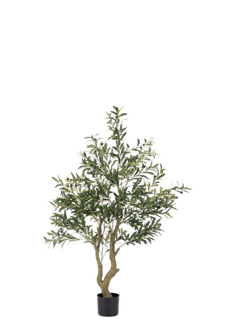 PIANTA ULIVO C-VASO H150