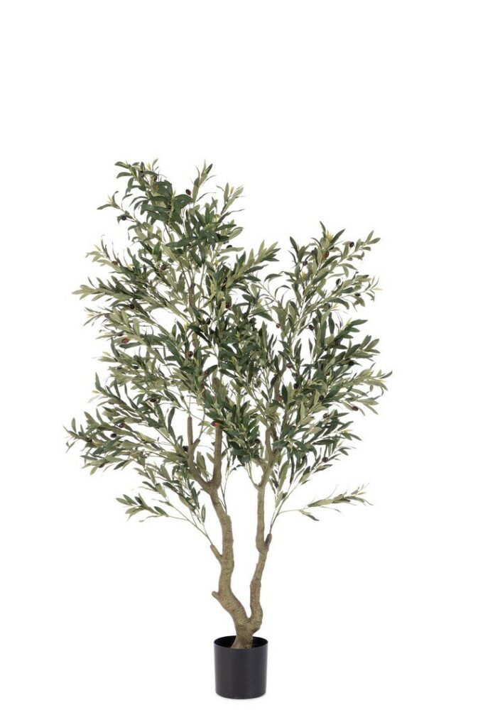PFLANZE OLIVENBAUM M-TOPF H180