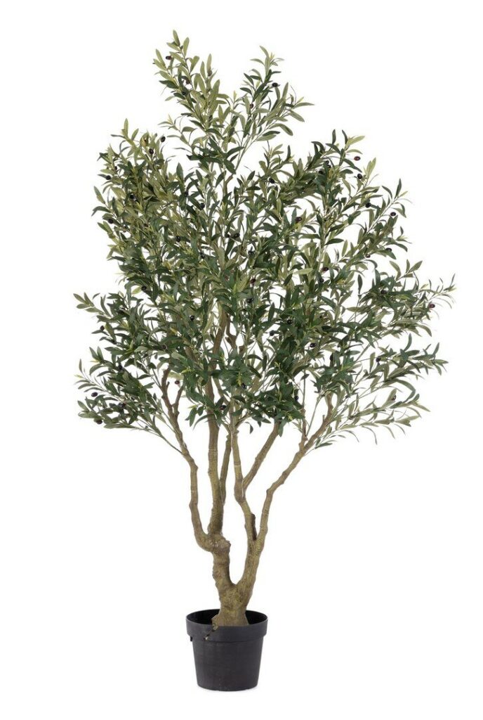 PFLANZE OLIVENBAUM M-TOPF H210