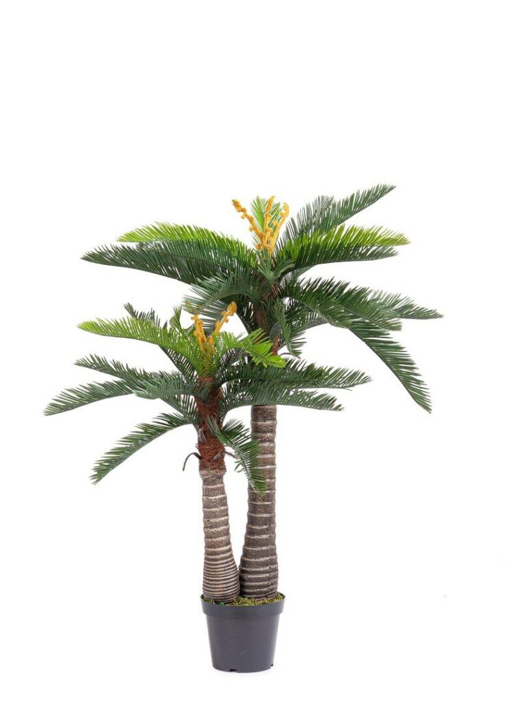 PALME CYCAS M-TOPF 36BL H150 UV