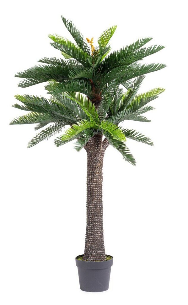 PALME CYCAS M-TOPF 67BL H190 UV