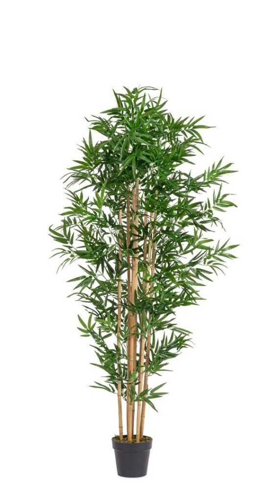 BAMBUSPFLANZE M-TOPF H185 UV