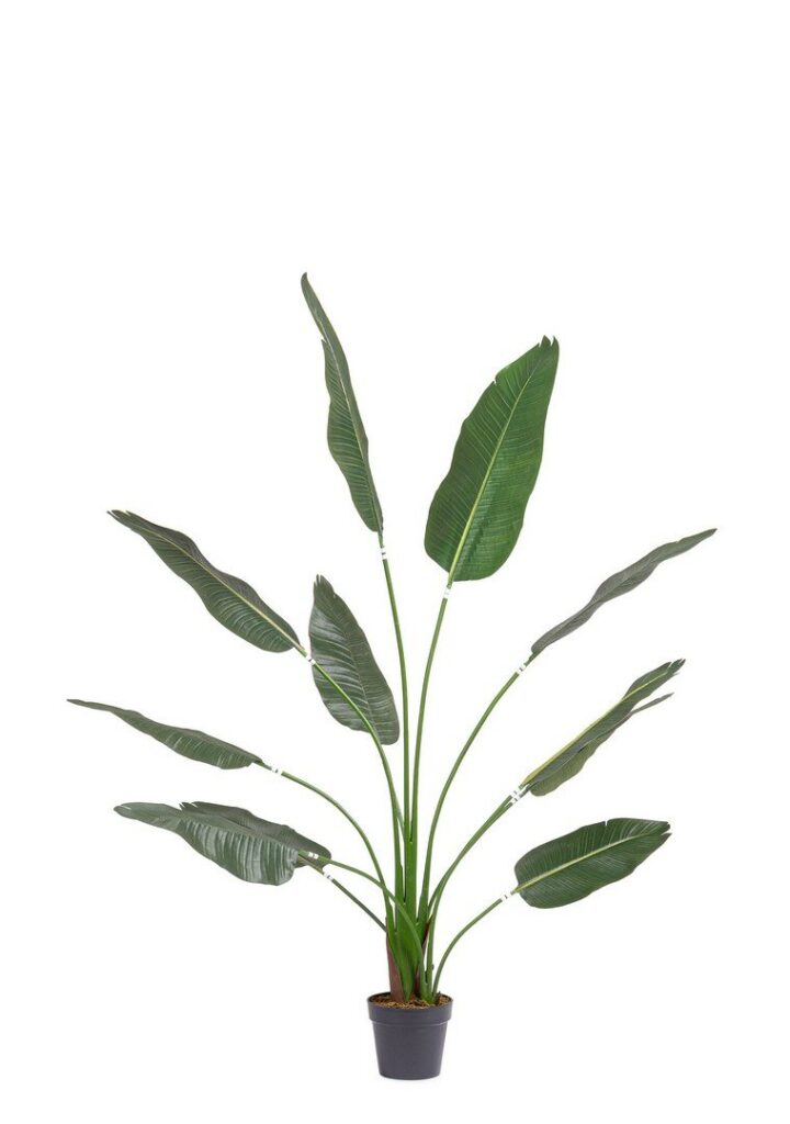 STRELITZIA M-TOPF 11BL H180 UV