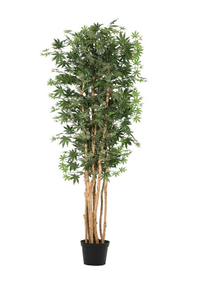 PIANTA ACERO PALMATO  C-VASO H210