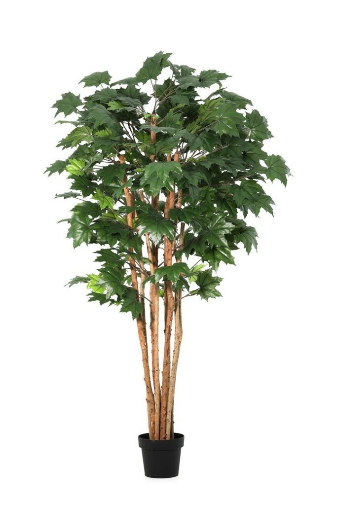 PIANTA ACERO CANADESE C-VASO H175