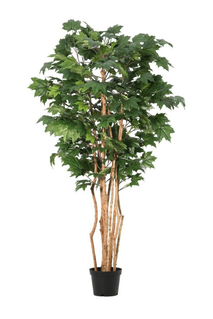 PIANTA ACERO CANADESE C-VASO H195
