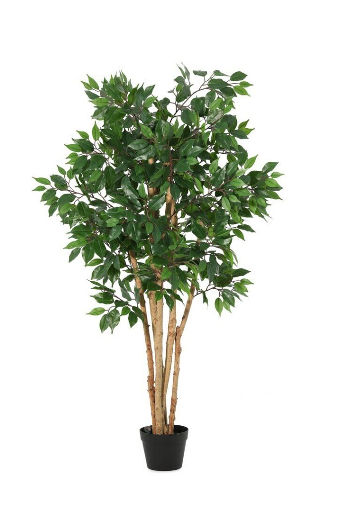 PIANTA FICUS C-VASO H145
