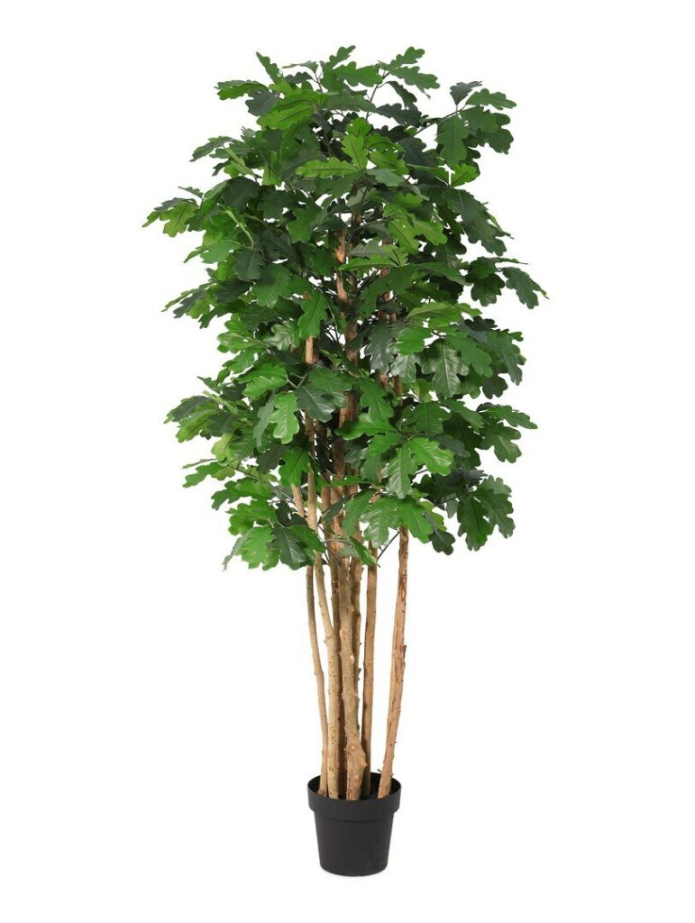 PIANTA QUERCIA C-VASO H170